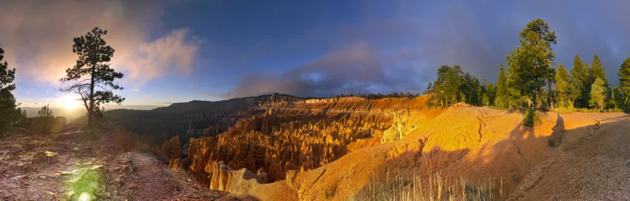 Warm morning light falls across the hoodoos, with a pine silhouetted near the rising sun.