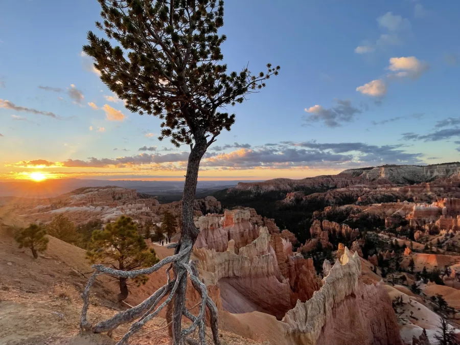 An exposed-root pine frames the sunrise above the pink and white formations of Bryce Canyon.